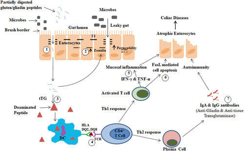Mechanism of celiac disease and acting sites of probiotic for improvement of the celiac disease symptoms.